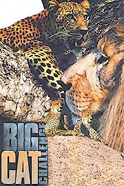 Big Cat Challenge poster