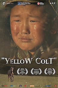 Yellow Colt