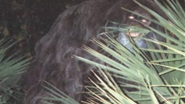 Watch "Southern Fried Bigfoot" Online