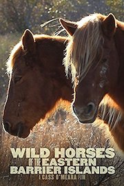 Wild Horses of the Eastern Barrier Islands