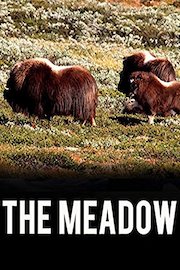 The Meadow