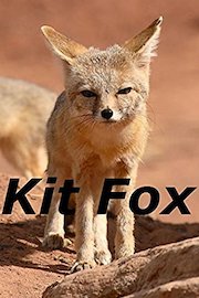 Kit Fox