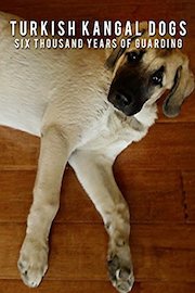Turkish Kangal Dogs - Six Thousand Years of Guarding