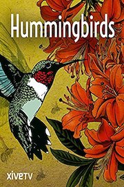 Hummingbirds