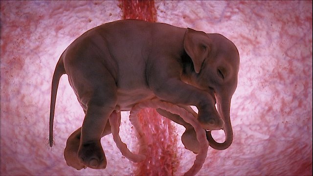 Watch Animals In The Womb Online