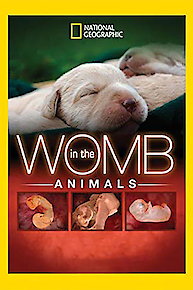 Animals In The Womb