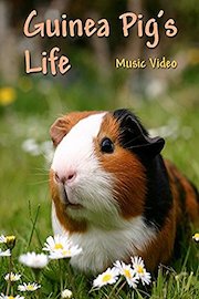 Guinea Pig's Life