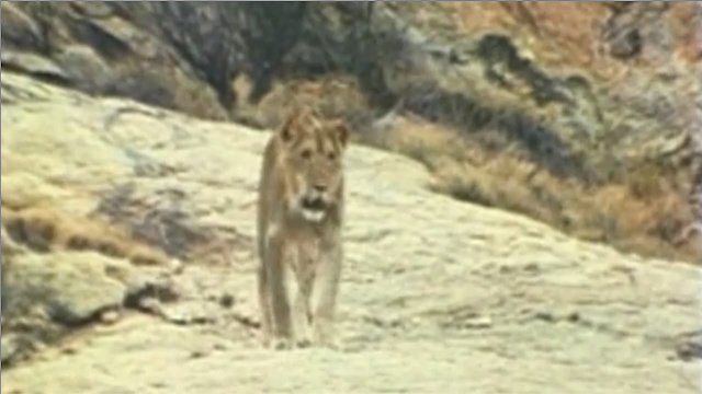 Watch The Lion Who Thought He Was People Online