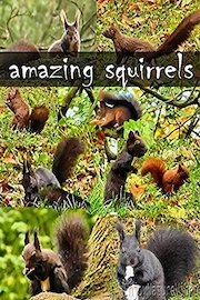 Amazing squirrels
