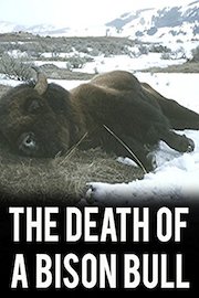 The Death of a Bison Bull