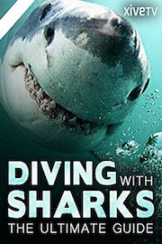 Diving with Sharks: the Ultimate Guide
