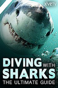 Diving with Sharks: the Ultimate Guide