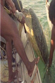 Alby Mangels Adventure Bound Episode 4 GIANT SEA TURTLES