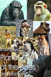 Endangered Planet of the Apes and Monkeys