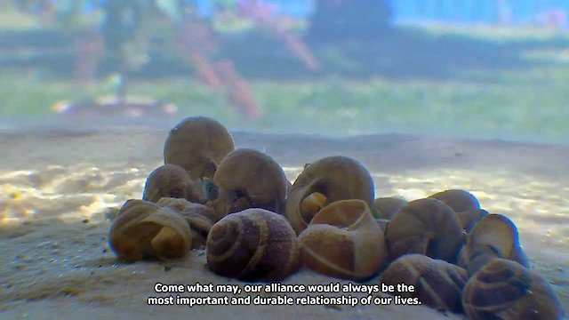 Watch Battle of the Shells Online