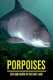 Porpoises: Life and Death in the Fast Lane
