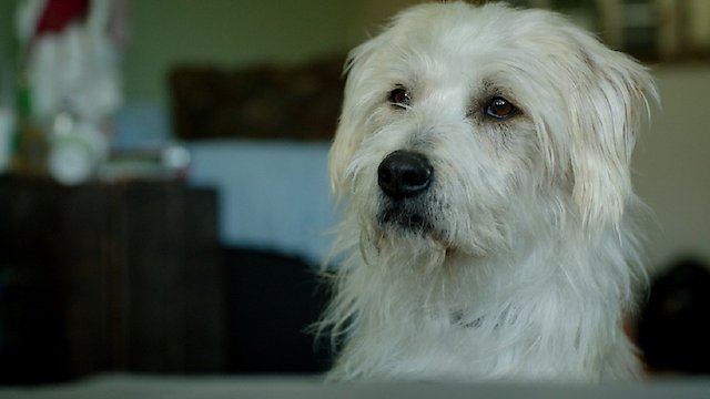 Watch Dog Bowl Online