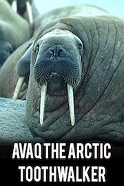 Avaq the Arctic Toothwalker
