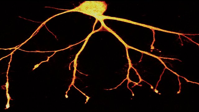 Watch In Search of Memory Online