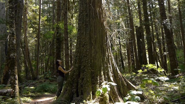 Watch Intelligent Trees Online