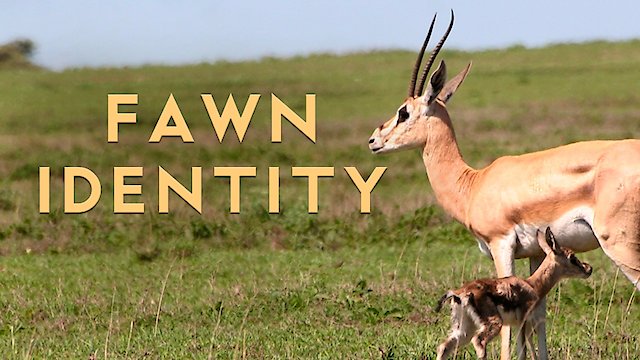 Watch Fawn Identity Online