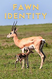 Fawn Identity poster