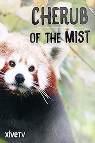 Cherub of the Mist: The Secret Life of the Red Panda