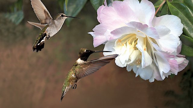 Watch First Flight: A Mother Hummingbird's Story Online