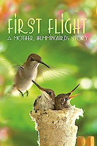 First Flight: A Mother Hummingbird's Story