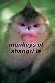 Monkeys of Shangri-La