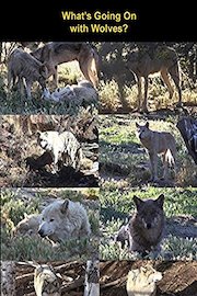 What's Going On with Wolves?