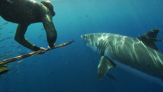 Watch Great White Shark: Beyond the Cage of Fear Online