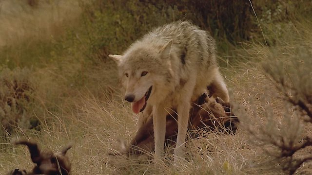Watch Wolves - As Seen in IMAX Theaters Online