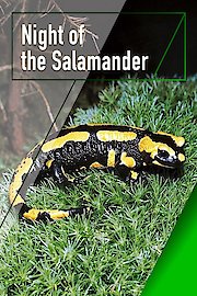 Night of the Salamander poster