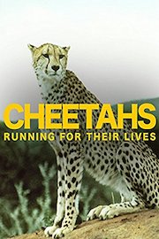Cheetahs: Running for Their Lives poster