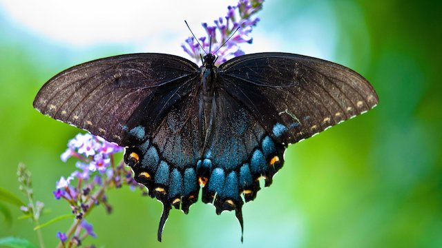 Watch 2000 Miles to Maine: Adventures on the Appalachian Trail Online