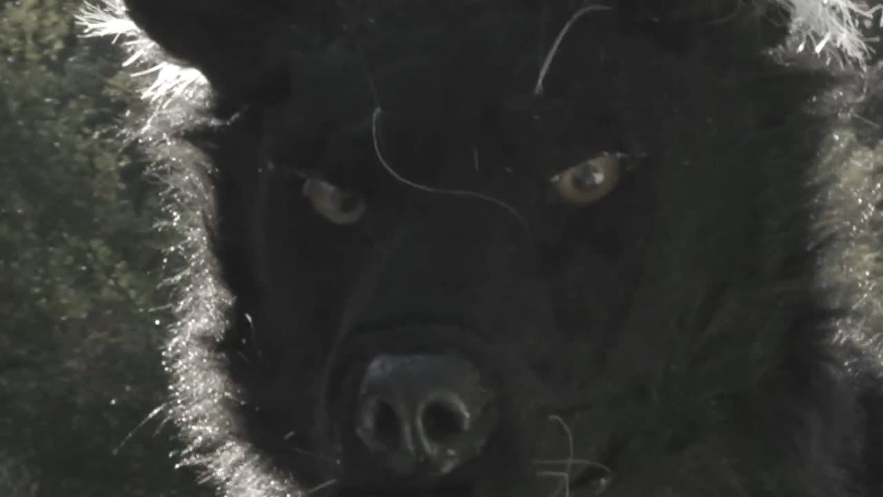 Watch Dogman 2: The Wrath of The Litter Online