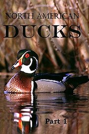 North American Ducks: Part 1 poster