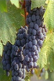Designer Wines