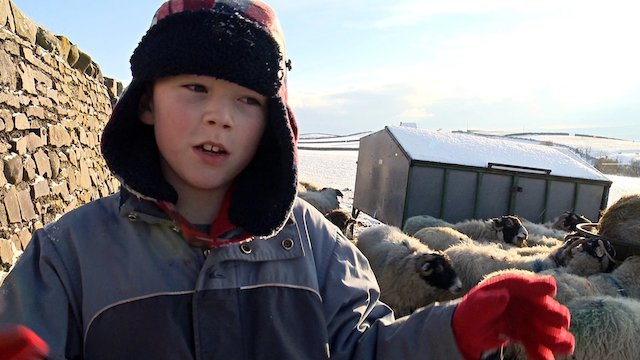 Watch Addicted to Sheep Online
