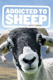 Addicted to Sheep