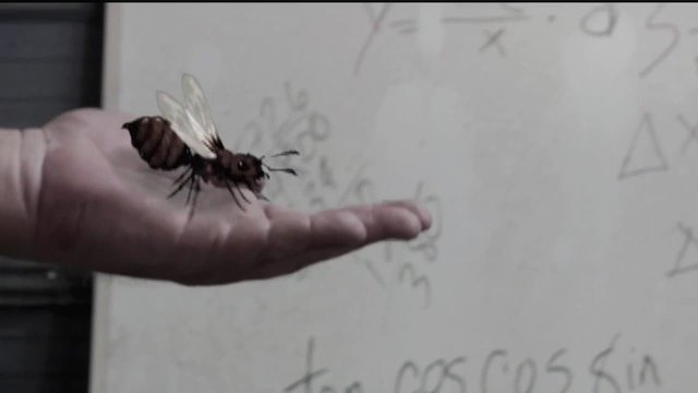 Watch Killer Ants Online