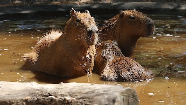 Watch Quirky Quadrupeds Online