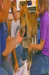 Four Legged Friends