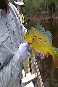 Colombia Amazon Peacock bass part 3