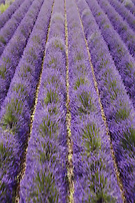 Semi-FinalCastle Farm Lavender Farm