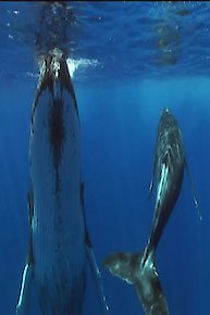 Shallow Seas (Narrator - David Attenborough)