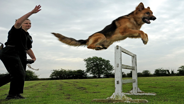 Watch Send in the Dogs Online