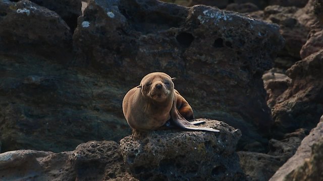 Watch Wild Heroes Online