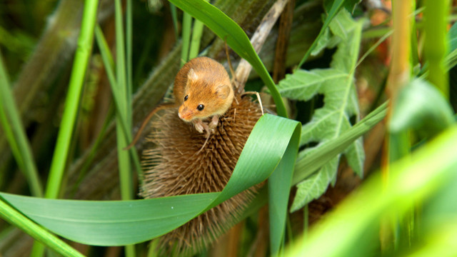 Watch Yorkshire - A Year in the Wild Online